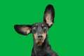 Portrait dachshund dog with big ears looking up against green croma key background