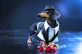 Portrait of a dachshund dog, black and tan, dressed in an elegant suit and white shirt, hat, dancer performing, with strong backli Royalty Free Stock Photo