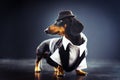 Portrait of a dachshund dog, black and tan, dressed in an elegant suit and white shirt, hat, dancing with strong backlight on the Royalty Free Stock Photo