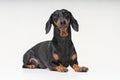 Portrait dachshund dog, black and tan,lying down on the floor, isolated on a gray background