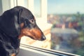 Portrait of a dachshund dog, black and tan, sadly looks out the window into the street awaiting the return of the owner to come h