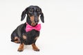 Portrait dachshund dog, black and tan, wearing a pink bow tie, isolated on a gray background