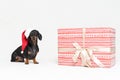 Portrait dachshund dog, black and tan, wearing a red Christmas hat Santa Claus, next to a large beautiful gift, isolated against a Royalty Free Stock Photo