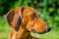 Portrait of dachshund dog at park Royalty Free Stock Photo