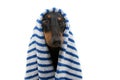 Portrait dachshund dog wrapped with a blue striped towel ready for bathing, bath or take a shower. Isolated on white background