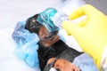 Portrait of dachshund in protective disposable surgical cap and anesthesia oxygen mask lies on operating table before Royalty Free Stock Photo