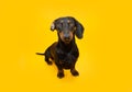 Portrait dachshund puppy dog with funny expression face. Isolated on yellow background