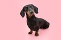 Portrait dachshund puppy dog sitting. Isolated on pink or coral background