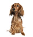 Portrait of Dachshund, 1 year old Royalty Free Stock Photo