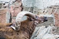 Portrait of the Dagestani tour lat. Carpa cylindricornis with beautiful large horns on a clear sunny day