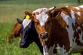 Portrait of dairy cow in pasture Royalty Free Stock Photo