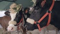 Portrait dairy cows with hats standing at agricultural exhibition. Head cow Royalty Free Stock Photo