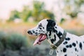 Portrait of Dalmatian dog with collar and name plate