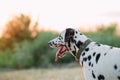 Portrait of Dalmatian dog with collar during walking Royalty Free Stock Photo
