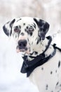 Portrait of Dalmatian dog