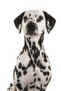 Portrait of a dalmatian dog glancing away isolated on a white background Royalty Free Stock Photo