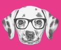 Portrait of Dalmatian Dog with glasses.