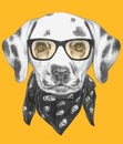 Portrait of Dalmatian Dog with glasses and scarf.