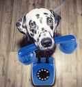 Portrait of dalmatian dog holding a blue telefone in mouth