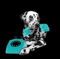 Portrait of dalmatian dog holding a blue telefone in mouth