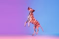 Portrait of Dalmatian dog isolated on gradient pink blue background in neon light. Royalty Free Stock Photo