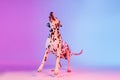 Portrait of Dalmatian dog isolated on gradient pink blue background in neon light. Royalty Free Stock Photo