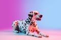 Portrait of Dalmatian dog  on gradient pink blue background in neon light. Royalty Free Stock Photo