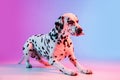 Portrait of Dalmatian dog  on gradient pink blue background in neon light. Royalty Free Stock Photo