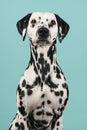 Portrait of a dalmatian dog looking at the camera on a blue background