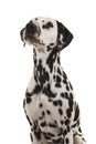 Portrait of a dalmatian dog looking up on a white background in a vertical image