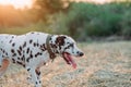 Portrait of Dalmatian dog on meadow at sunset Royalty Free Stock Photo