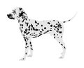 Portrait of Dalmatian dog vector.