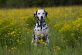 Portrait of dalmatian on meadow