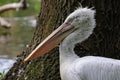 Portrait of dalmatian pelican (Pelecanus crispus)