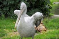 Portrait of dalmatian pelican (Pelecanus crispus)