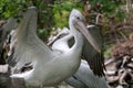 Portrait of dalmatian pelican (Pelecanus crispus)