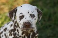 Portrait of Dalmatian puppy with unequal eyecolor