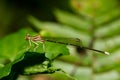 Portrait of damselfly - Black-kneed