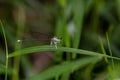 Portrait of damselfly - Black-kneed Featherlegs Copera ciliata