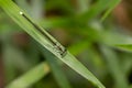 Portrait of damselfly - Black-kneed Featherlegs Copera ciliata