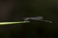 Portrait of damselfly - Black Threadtail