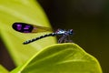 Portrait of damselfly - Common Blue Jewel