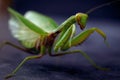 Portrait dancing large green praying mantis on a dark background Royalty Free Stock Photo