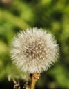 Portrait dandelion flower seeds ball close up Royalty Free Stock Photo