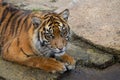 Portrait of a dangerous Bengala tiger