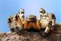 Dangerous creepy tarantula Lycosa singoriensis Royalty Free Stock Photo