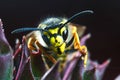 Portrait of dangerous and poisonous Vespula germanica wasp