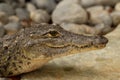 Portrait of dangerous siamese crocodile chilling on gray rocks Royalty Free Stock Photo