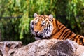 A portrait of a dangerous siberian tiger lying behind a rock and actively searching for some prey. The predator animal is a big