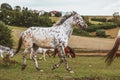 Portrait of a Danish Knabstrupper horse at a meadow